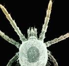 CDC Investigating Newly Discovered Tick-Borne Virus An otherwise healthy man in Kansas became infected with a newly discovered type of virus after he was bitten by ticks
