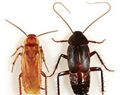 Two Novel Cockroach Allergen Proteins Identified Two novel allergen proteins from cockroaches have been identified