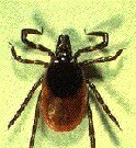 Another Tick-Borne Disease Documented in Northeast The same ticks that spread Lyme disease may also carry a rarer bacteria