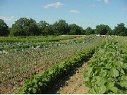 Increased Morbidity, Mortality in Food System Industries Occupational morbidity and mortality are elevated across food system industries compared with nonfood system industries