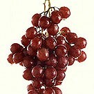 Grape Polyphenols May Protect Against Metabolic Sx Via Gut Grape polyphenols may act in the intestine to protect against metabolic syndrome