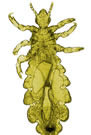 Most Lice Populations Show Resistance to Pyrethroids Most lice populations have point mutations that are linked to pyrethroid resistance