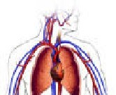 COPD May Increase Risk of Sudden Cardiac Death Chronic obstructive pulmonary disease is already the third leading cause of death in the world