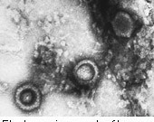 HSV-2 Vaccine Shows Promise in Experimental Research A new study in mice hints at the success of a vaccine against the herpes simplex virus. The research was published online March 9 in eLife.