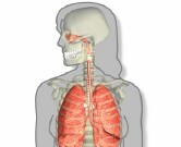 Bleach Exposure May Increase Risk of Infections in Children Bleach exposure is associated with increased risk of respiratory and other infections in school-aged children