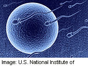 Study Compares Outcomes for Fresh, Cryopreserved Oocytes In vitro fertilization with cryopreserved donor oocytes has lower cancellation rates and lower live birth rates compared with donor cycles using fresh oocytes