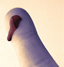 Smartphone Accessory Could Help Detect HIV, Syphilis A smartphone accessory that can detect HIV and syphilis has been developed by Columbia University researchers. The findings were published in the Feb. 4 issue of Science Translational Medicine.