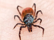 CDC: Costly Epidemic of Rocky Mountain Spotted Fever in AZ An epidemic of Rocky Mountain spotted fever among several American Indian tribes on two reservations in Arizona has led to more than $13.2 million in societal costs in nine years