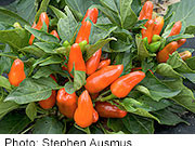 Link Identified for Gallbladder Cancer, Aflatoxin Gallbladder cancer seems to be associated with aflatoxin