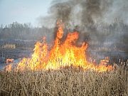 Wildfires Can Trigger Acute Coronary Events for Miles Around Wildfires create air pollution that fuels the risk for cardiovascular events