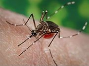 Two More Possible Cases of Non-Travel-Related Zika in Florida Florida health officials are investigating two more unexplained cases of Zika infection