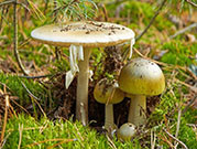 CDC: 14 in California Poisoned by Amanita phalloides Mushrooms A bumper crop of Amanita phalloides ("death cap") mushrooms in northern California is likely to blame for the poisonings of 14 people in December