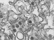 Single Mutation Made Zika Virus More Virulent A single mutation in the Zika virus made it more virulent