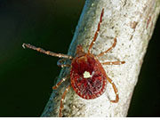 Tick-Caused Meat Allergy on the Rise in the United States Red meat allergy caused by a bite from the lone star tick appears to be on the rise in the United States