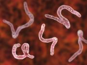 Therapeutic Hookworm Explored for Relapsing Multiple Sclerosis For patients with relapsing multiple sclerosis