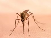 Warning Issued on Potentially Deadly Mosquito-Borne Virus in Michigan Some Michigan residents are being told to stay indoors after dark and protect themselves from mosquito bites as the state tries to contain the spread of the rare but potentially deadly mosquito-borne disease Eastern equine encephalitis.