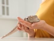 CDC: Pet Hedgehogs, Bearded Dragons May Carry Salmonella In this year of surprising threats to public health