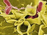 CDC: Salmonella Outbreak Linked to Jule’s Cashew Brie