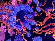 Longer Reproductive Window Could Up Risk for Alzheimer Disease