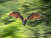 Three Bat Exposure-Linked Human Rabies Deaths Reported in Fall 2021