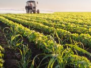 Increase in Agricultural Use of 2,4-Dichlorophenoxyacetic Acid