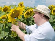 Alzheimer Disease in Down Syndrome Similar to Autosomal Dominant Form