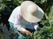 Federal Court Orders EPA to Reexamine Whether Roundup Causes Cancer