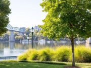 Frequent Green Space Visits Linked to Lower Use of Certain Meds