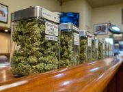 Three in 10 Adults With Chronic Pain Use Cannabis to Manage Condition