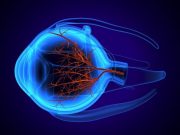 Bespoke, Code-Free AI Model Beneficial for Retinal Images