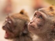 Shortage of Research Monkeys Threatens U.S. Readiness for Health Emergencies