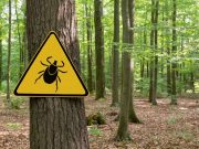 Biological Sex Tied to Symptoms, Severity of Lyme Disease