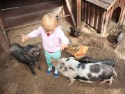 U.S. Livestock, Pet Industries Pose Disease Threat to People