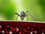 Almost 3,000 Cases of West Nile Virus Reported in U.S. in 2021