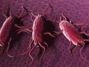 Listeria Outbreak Tied to Peaches, Plums Results in One Death, 10 Hospitalizations