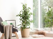 Light at Night Tied to Higher Risk for Mental Health Disorders