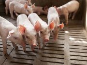 FDA Will Pull Vet Drug Used in Pork Industry Over Cancer Concerns for Humans