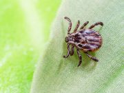 CDC: Three People Have Died From Rocky Mountain Spotted Fever in New Outbreak