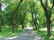 Exposure to Green Space Boosts Young Children’s Bone Mineral Density