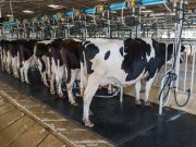 Texan Has Contracted H5N1 Bird Flu; CDC Calls Threat to Public ‘Low’