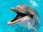 Florida Dolphin Found Infected With Bird Flu
