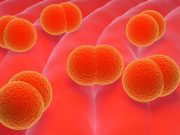 CDC Reports Rise in Invasive Serogroup Y Meningococcal Disease