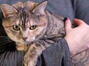 Rare Fungal Infection Reported in Two Cats, Vet Tech