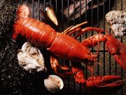 Seafood Consumption Tied to ‘Forever Chemical’ Exposure Risk
