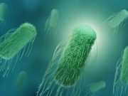 USDA Gets Tougher on Salmonella in Raw Breaded Chicken Products