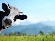 USDA Testing Beef for H5N1 Amid Current Outbreak in Dairy Cows