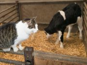 More Than Half of Cats on Farm Where Bird Flu Infected Cows Died After Drinking Milk