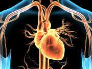 Diet-Induced Inflammation Positively Tied to Marker of Heart Failure