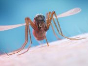 CDC: Dengue Fever Cases Expected to Rise in the United States This Summer