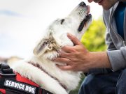 Psychiatric Service Dog Intervention Can Reduce PTSD Symptom Severity